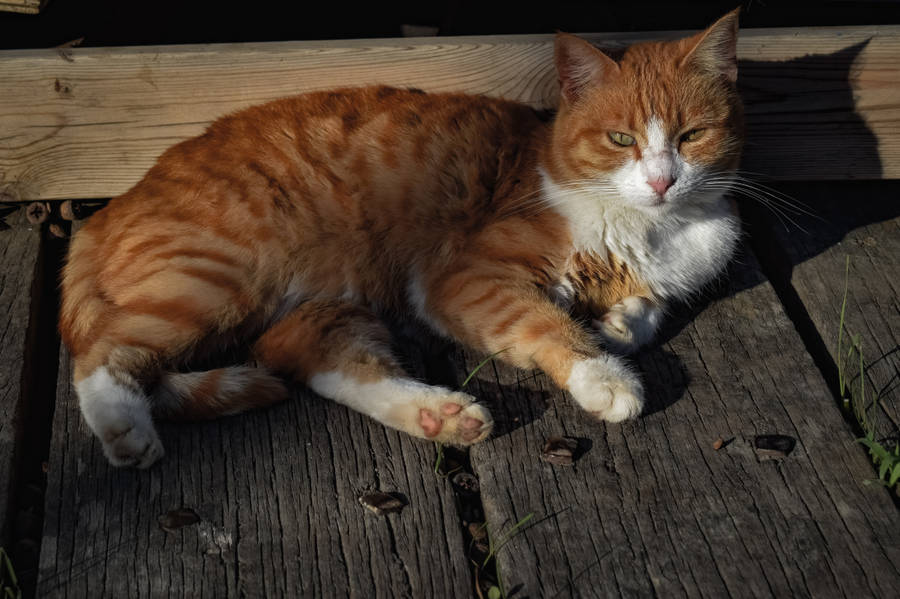 Orange Cat Needs Relaxing Wallpaper