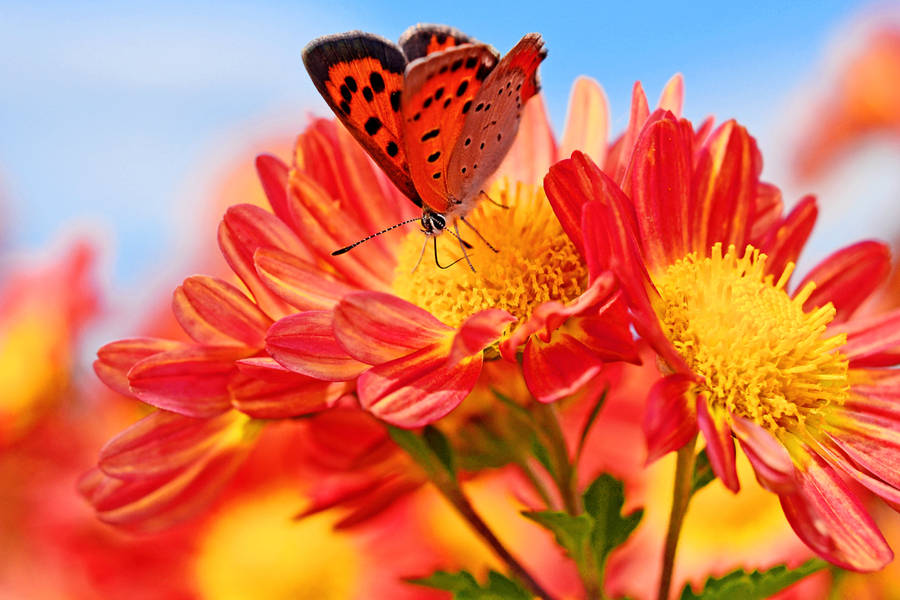 Orange Chrysanthemums Butterfly Close-up Wallpaper