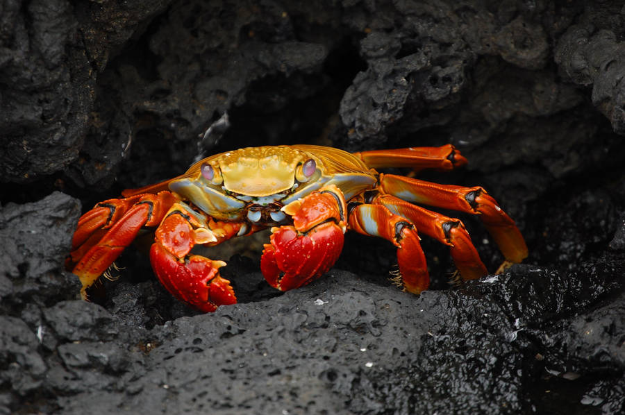 Orange Crab On Black Rock Wallpaper
