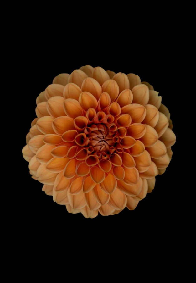 Orange Dahlia Flower Ipad 2021 Wallpaper