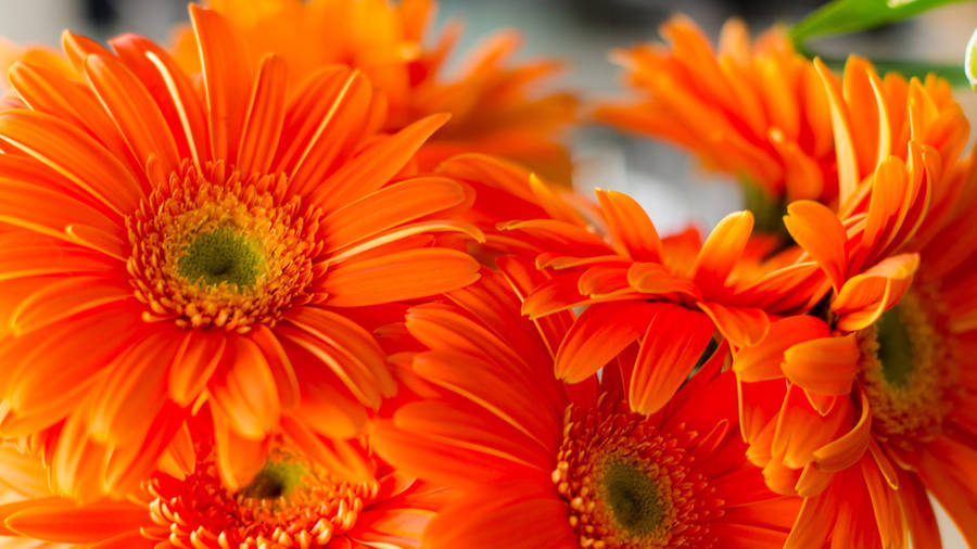 Orange Daisy Aesthetic Wallpaper