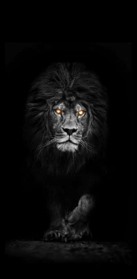 Orange Eyes Black And White Lion Wallpaper