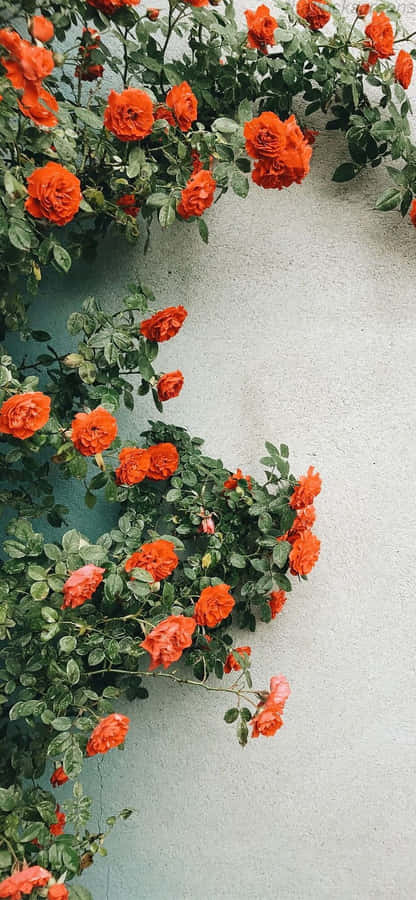 Orange Flowers Climbing A Wall Wallpaper