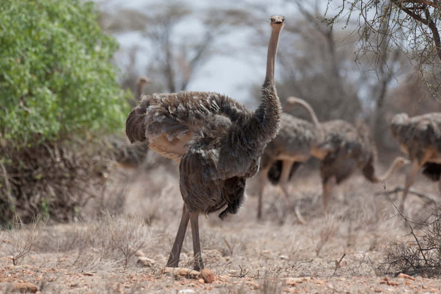 Ostrich Standing Tallin Savannah Wallpaper