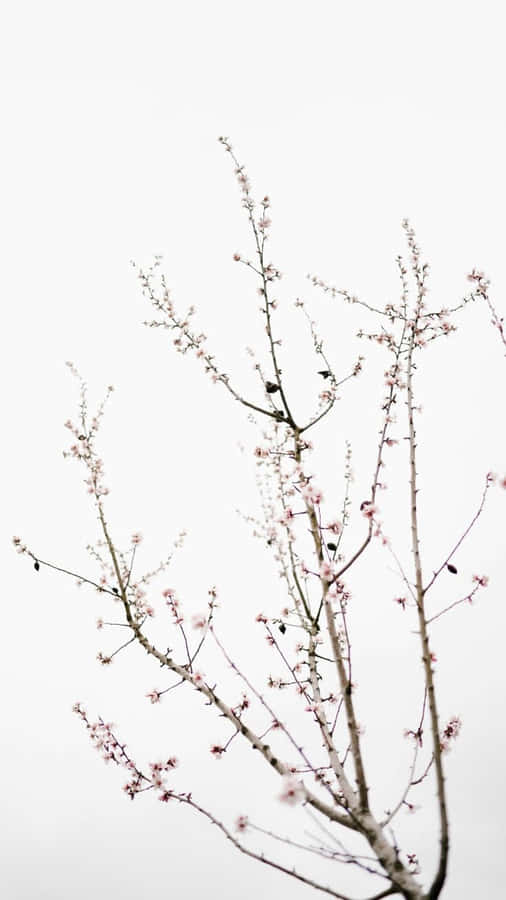 Own The All-new And Latest Simple And Cute Ios 14 Wallpaper