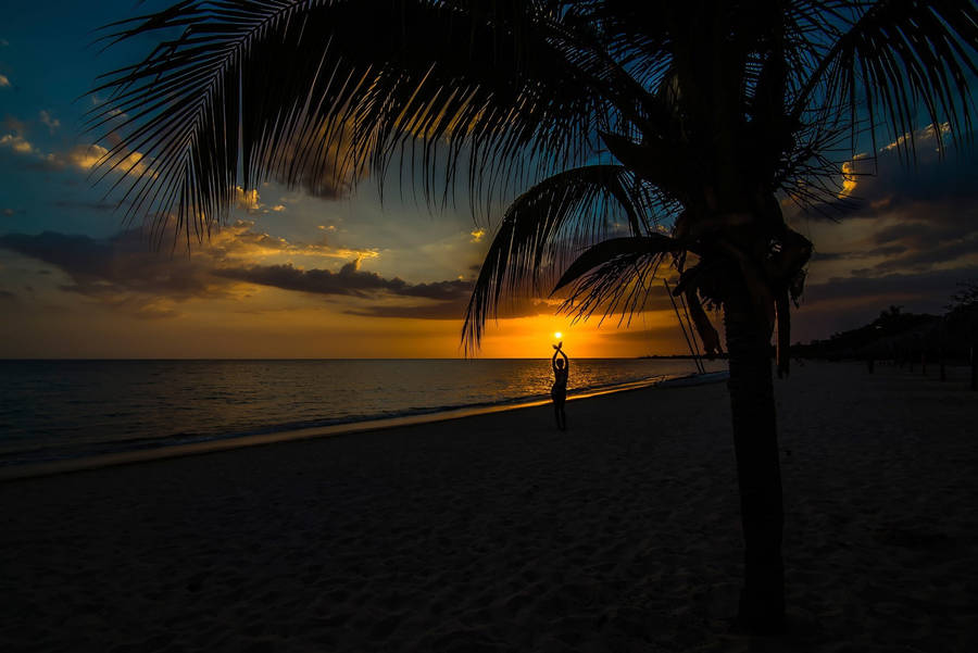 Palm Tree Sunset Dark Wallpaper