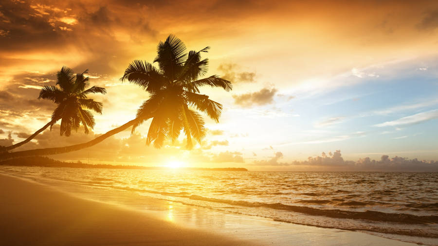 Palm Tree Sunset India Wallpaper