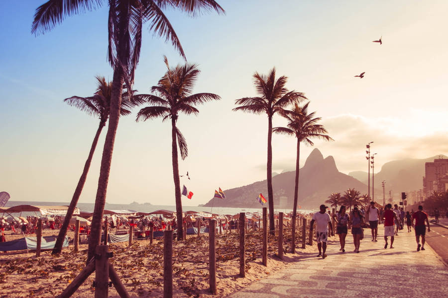 Palm Tree Sunset Rio De Janeiro Wallpaper