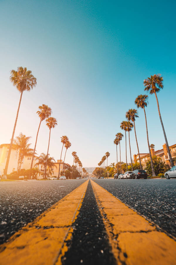 Palm Tree Sunset Road Wallpaper