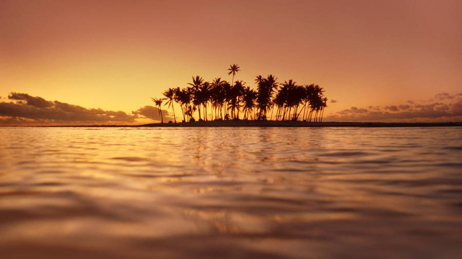 Palm Tree Sunset Water Wallpaper