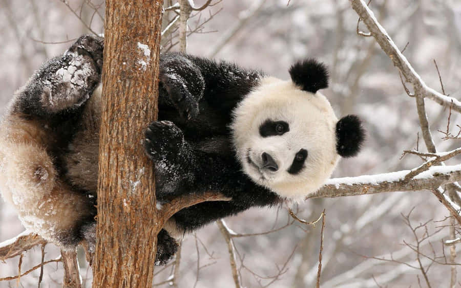 Panda On A Tree During Winter Laptop Wallpaper
