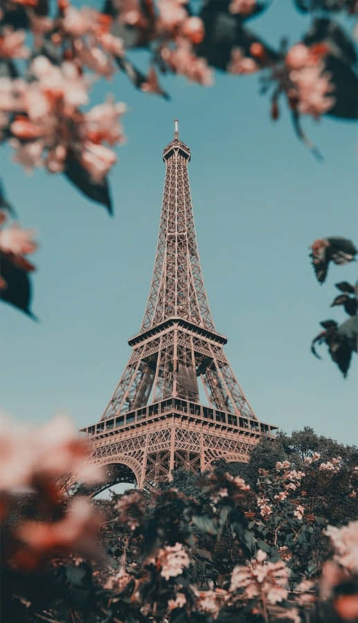 Paris Aesthetic Pink Flowers Wallpaper