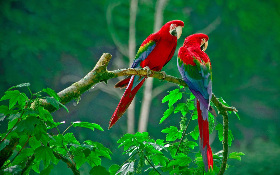 Parrots Love Birds Wallpaper