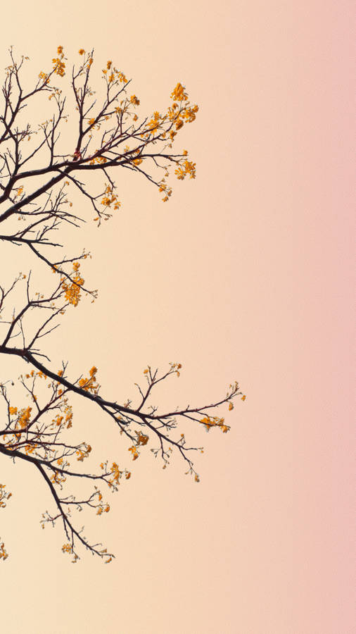 Pastel Iphone Orange Flowers Wallpaper