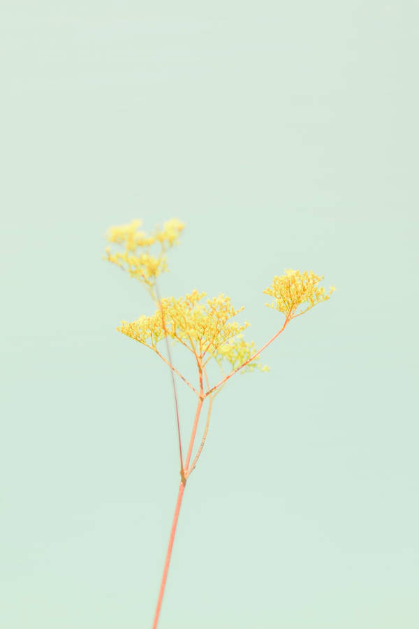 Pastel Yellow Aesthetic With Flower Wallpaper
