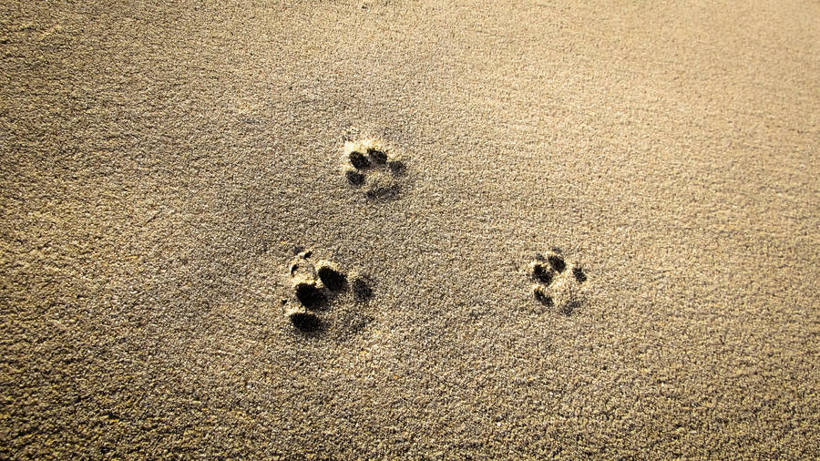 Paw Prints Marking Path On A Sandy Shore Wallpaper
