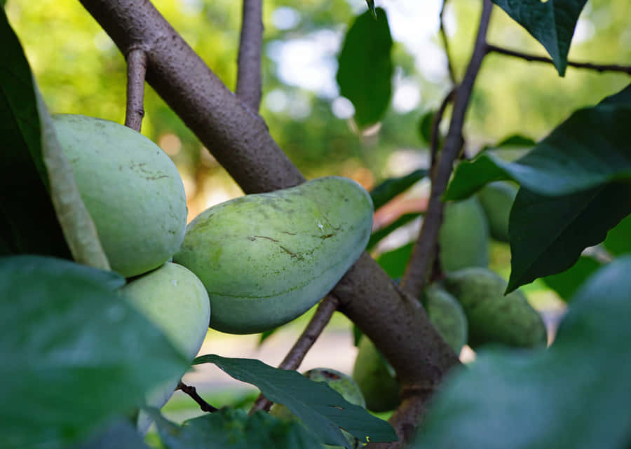 Pawpaw Fruit On Tree Wallpaper