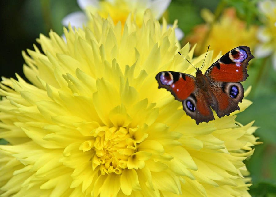 Peacock Butterfly On Flower Wallpaper