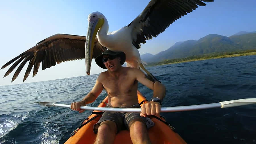 Pelican Encounter Kayaking Adventure Wallpaper