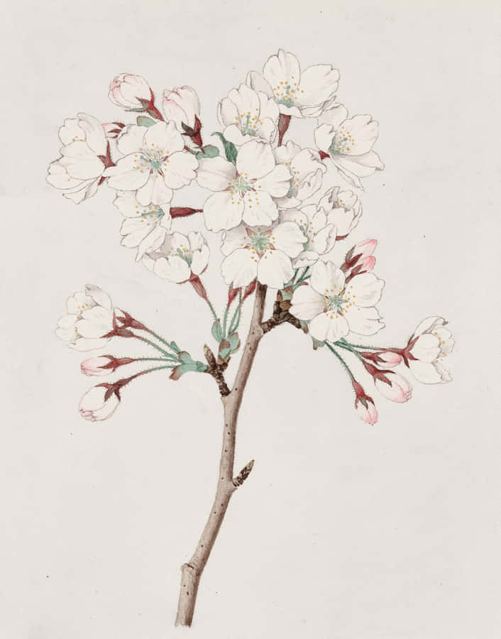 Pen And Ink Sketch Of A Beautiful Pink Flower Wallpaper