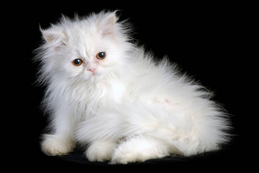 Persian Cat Breed Wallpaper