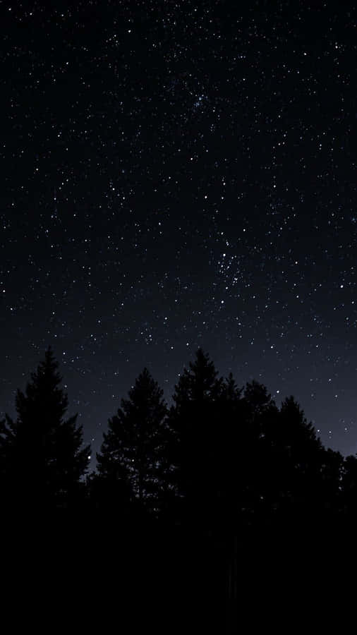 Pine Trees On A Dark Starry Night Wallpaper