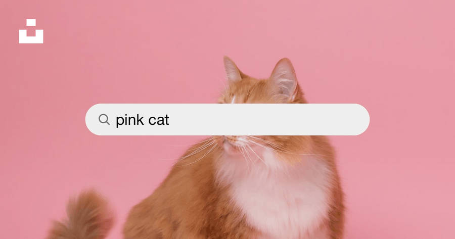 Pink Cat Search Bar Wallpaper
