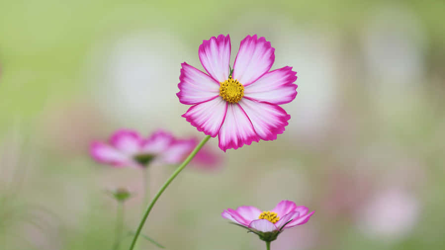 Pink Cosmos Flowers In The Grass Wallpaper