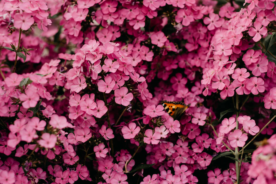 Pink Flowers 4k Hd Laptop Wallpaper