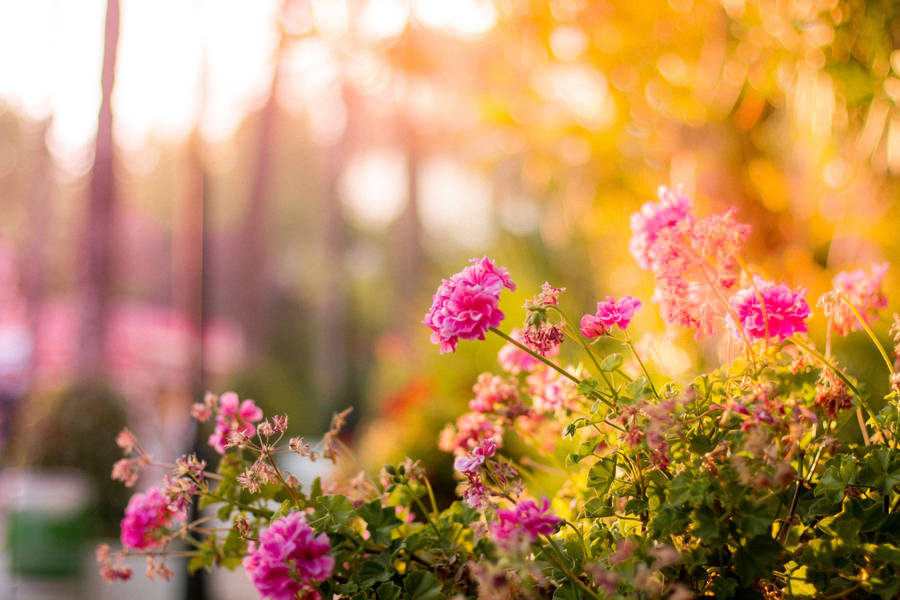 Pink Garden Flower Wallpaper