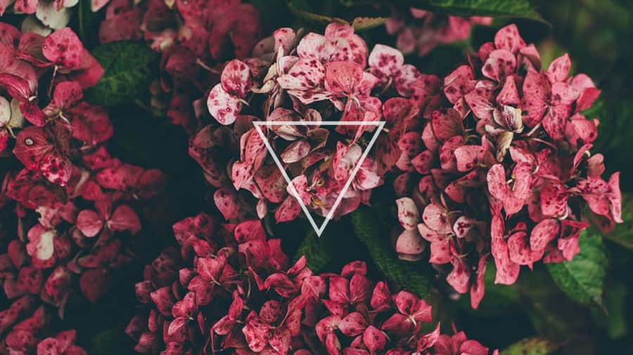 Pink Hydrangea Flowers Tumblr Laptop Wallpaper