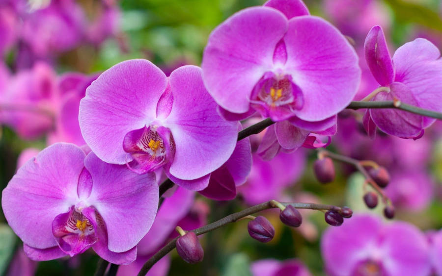 Pink Phalaenopsis Orchid Flowers Wallpaper