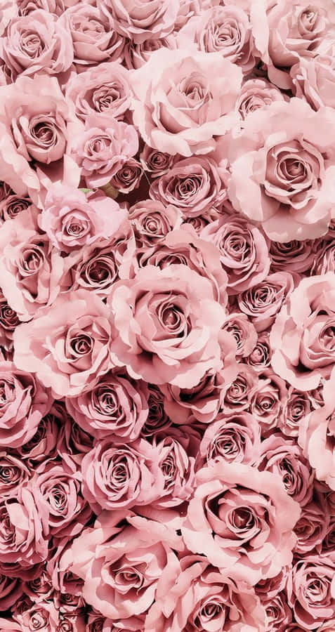 Pink Roses In A Large Pile Wallpaper