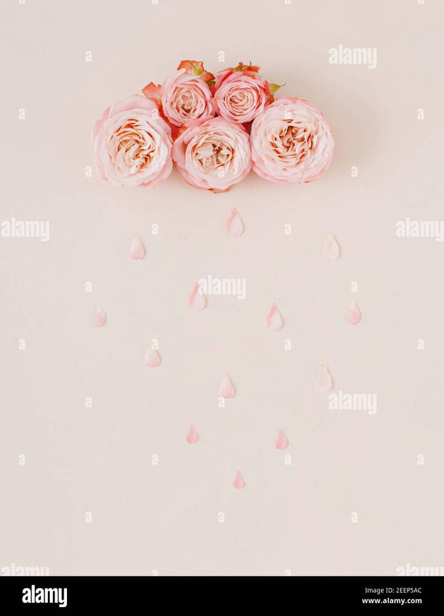 Pink Roses On A Pink Background With Water Drops - Stock Image Wallpaper