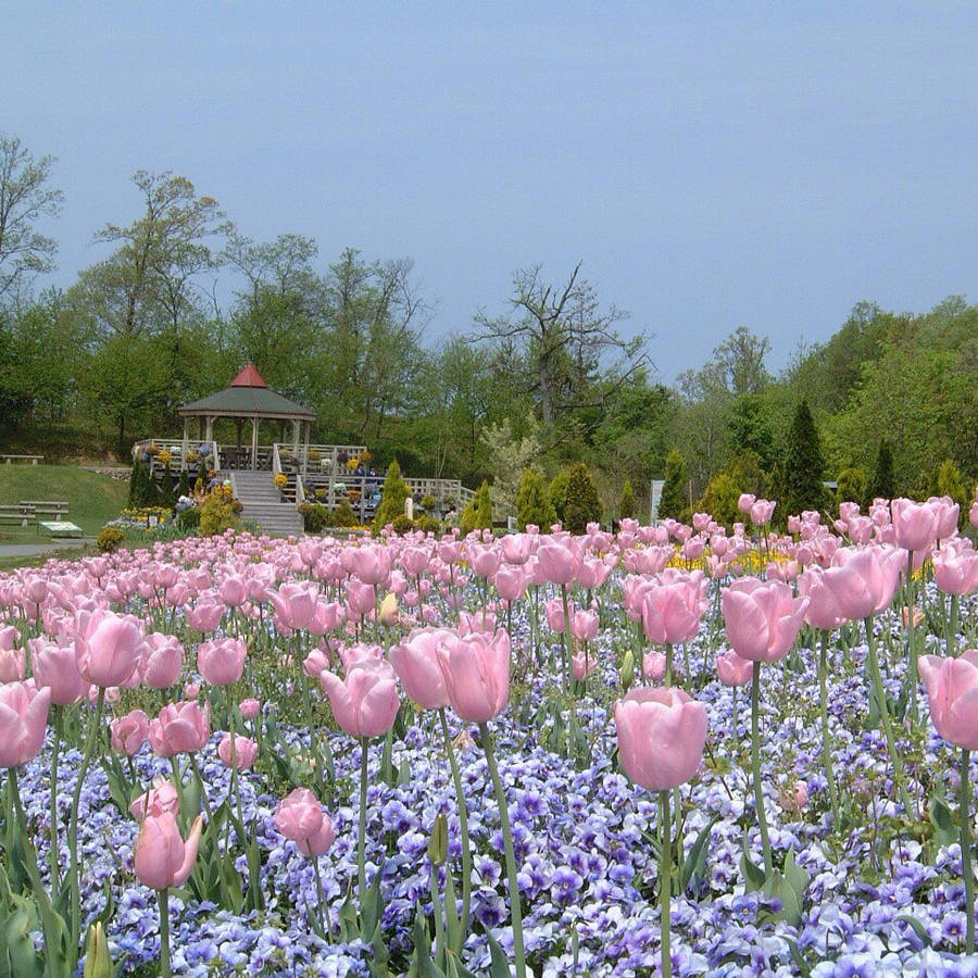 Pink Tulip Field Spring Iphone Wallpaper