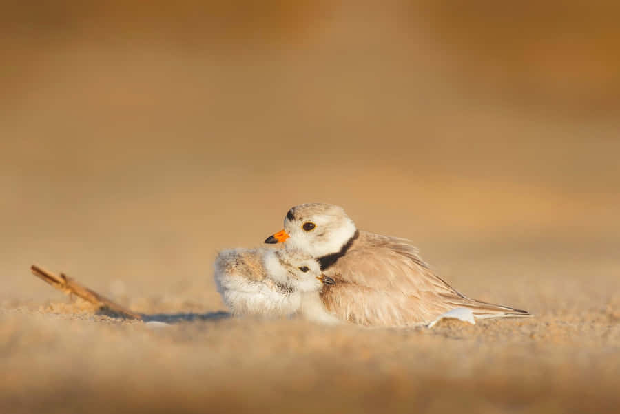 Piping Plover Mother Bird Wallpaper