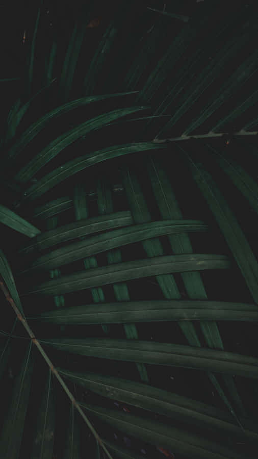 Plant Foliage Dark Green Iphone Wallpaper