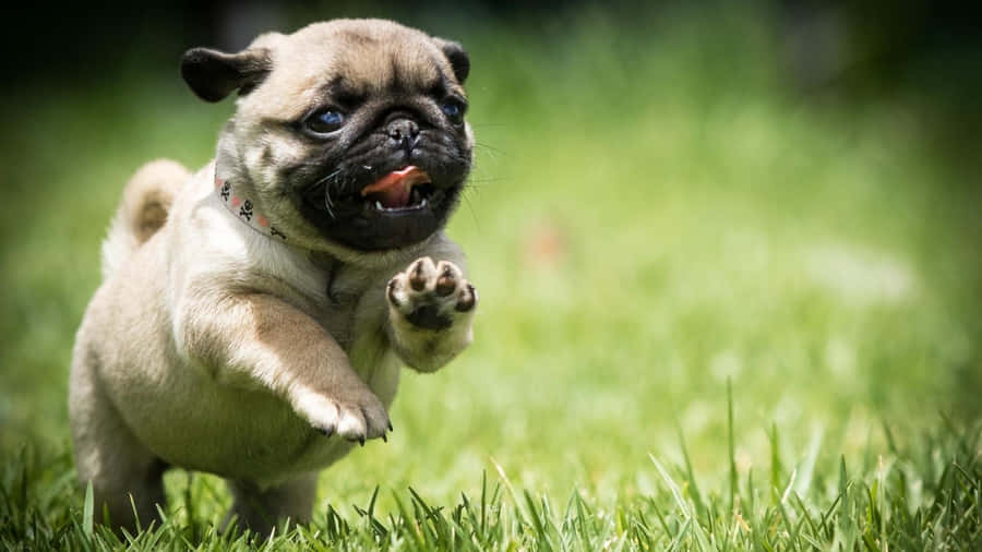 Playful And Cute Pug Dog Wallpaper