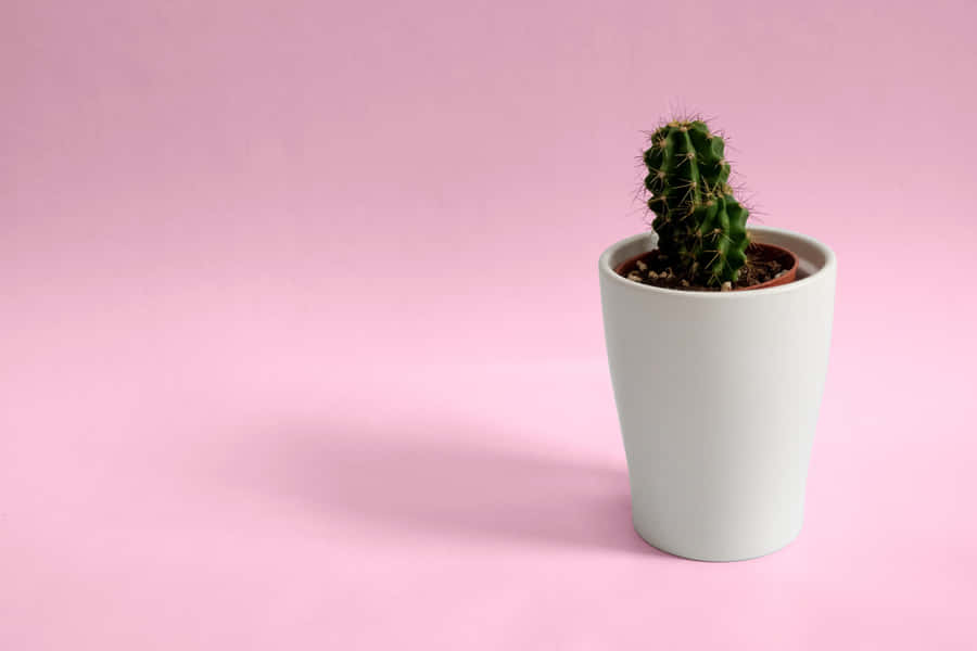 Potted Mini Cactus Minimalist Plant Desktop Wallpaper