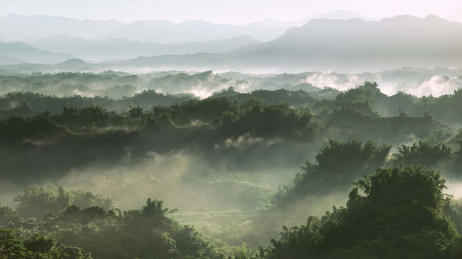 Premium Sage Green Laptop On A Wooden Table Wallpaper