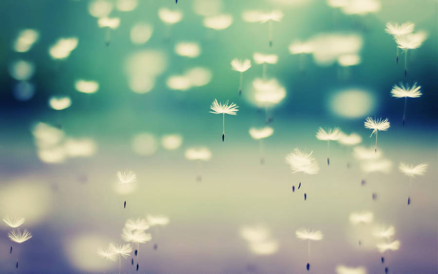 Pretty Background Flying Dandelions Wallpaper