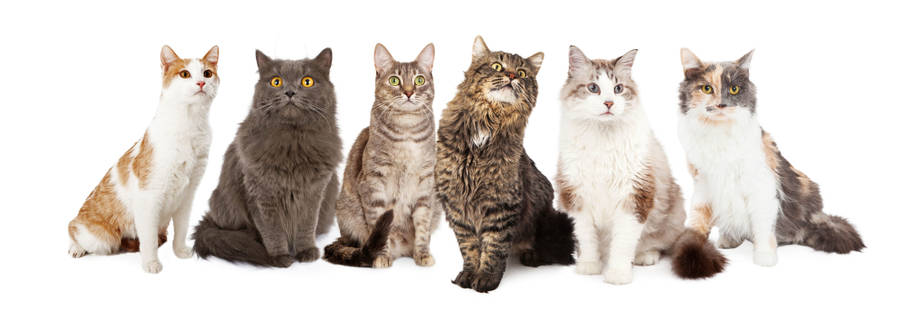 Pretty Cat Clowder Wallpaper