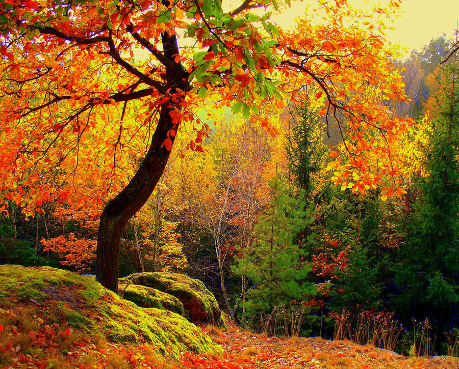 Preview Wallpaper Autumn, Forest, Trees, Landscape Wallpaper