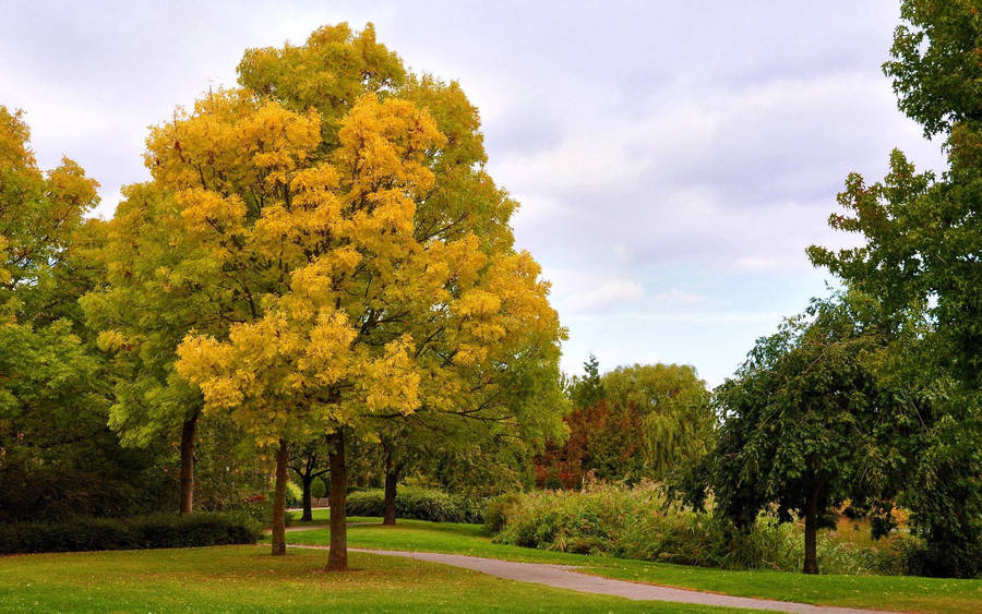Preview Wallpaper Autumn, Trees, Park, Avenue, Path, October, Sky, Gloomy Wallpaper