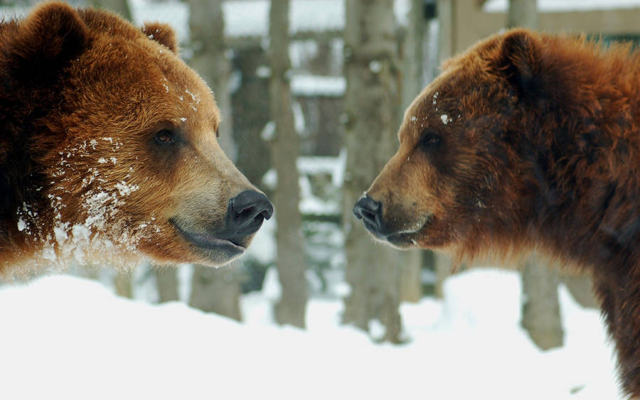Preview Wallpaper Bears, Brown, Steam, Snow Wallpaper
