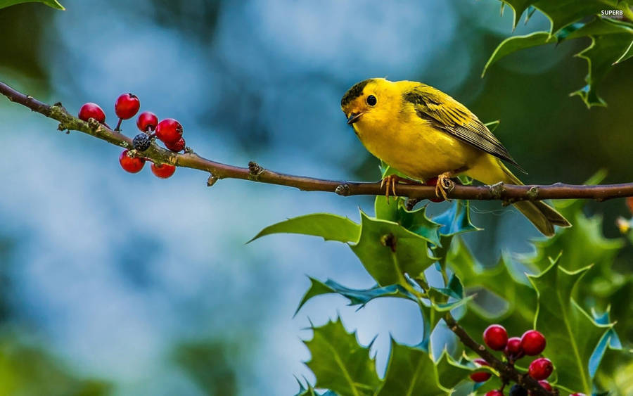 Preview Wallpaper Bird, Branch, Berries Wallpaper