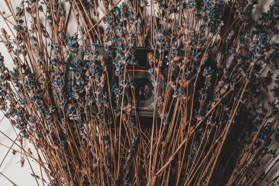 Preview Wallpaper Camera, Lavender, Flowers, Dry Wallpaper