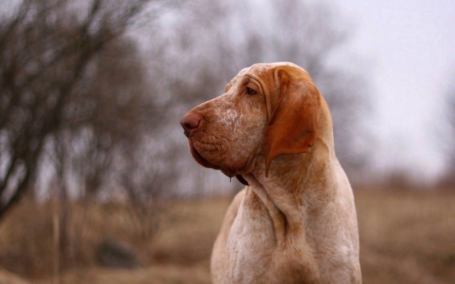 Preview Wallpaper Dog, Look, Friend, Profile Wallpaper