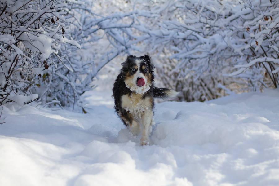 Preview Wallpaper Dog, Protruding Tongue, Funny, Cool, Snow Wallpaper