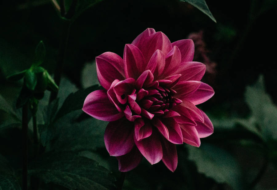 Preview Wallpaper Flower, Purple, Bud, Petals Wallpaper